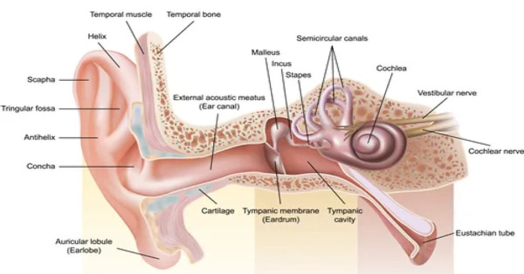 ANATOMY AND PHYSIOLOGY OF EXTERNAL EAR - Hearing Aid Center in Kolkata